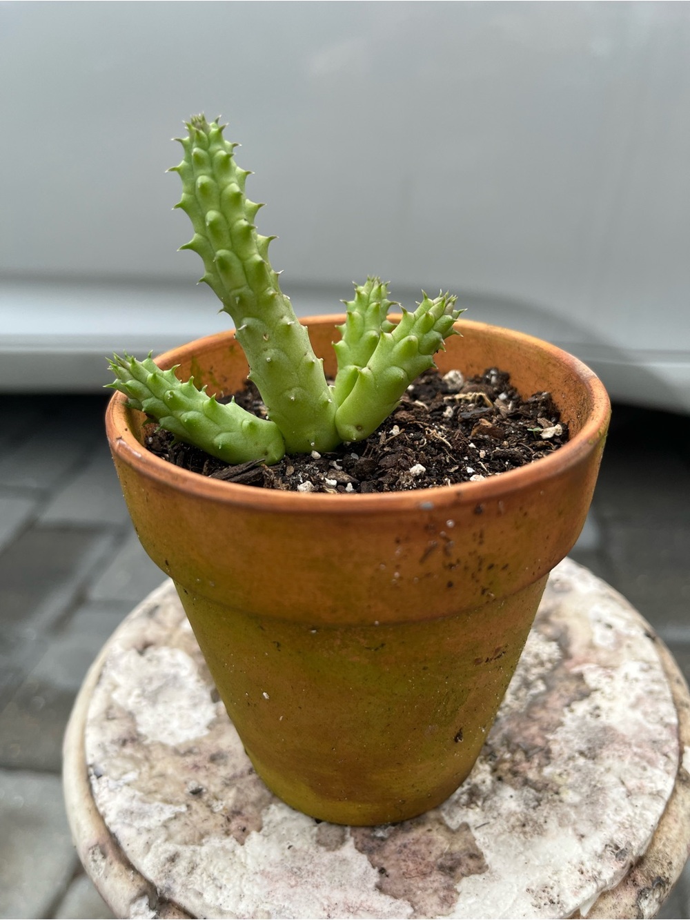 RARE Lifesaver Cactus Succulent Plant